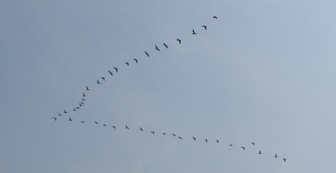 High flying migrating pelicans © BW Media